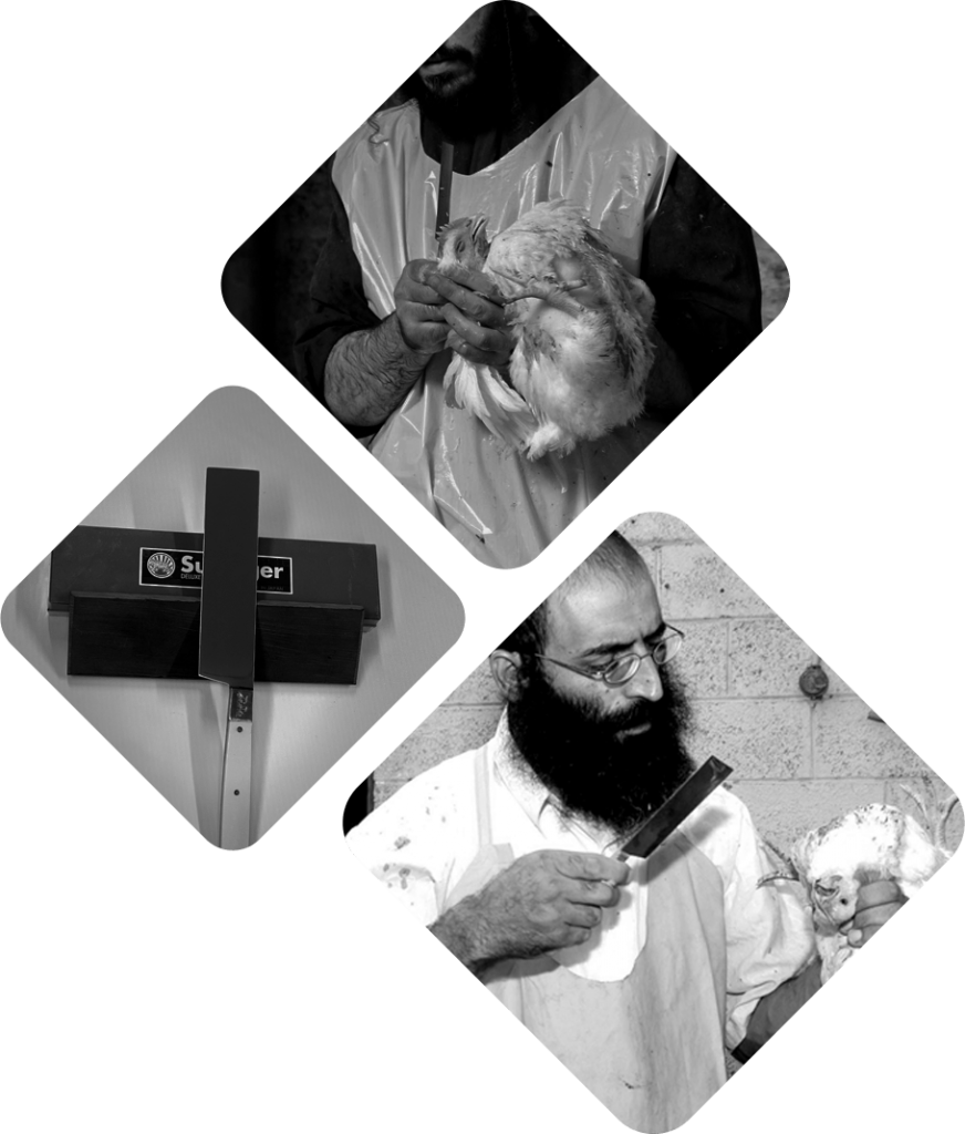 קורס שחיטה