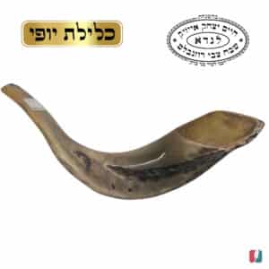 שופר מידה 4 כלילת היופי