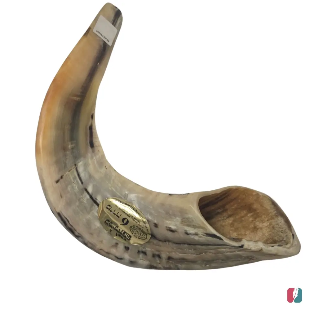 שופר מספר 6 לנדא