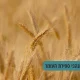 מנהגי ספירת העומר